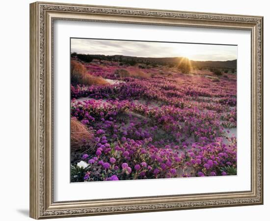 California, Anza Borrego Desert State Park, Desert Wildflowers-Christopher Talbot Frank-Framed Photographic Print