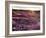 California, Anza Borrego Desert State Park, Desert Wildflowers-Christopher Talbot Frank-Framed Photographic Print