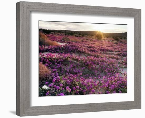 California, Anza Borrego Desert State Park, Desert Wildflowers-Christopher Talbot Frank-Framed Photographic Print