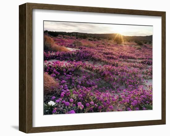 California, Anza Borrego Desert State Park, Desert Wildflowers-Christopher Talbot Frank-Framed Photographic Print