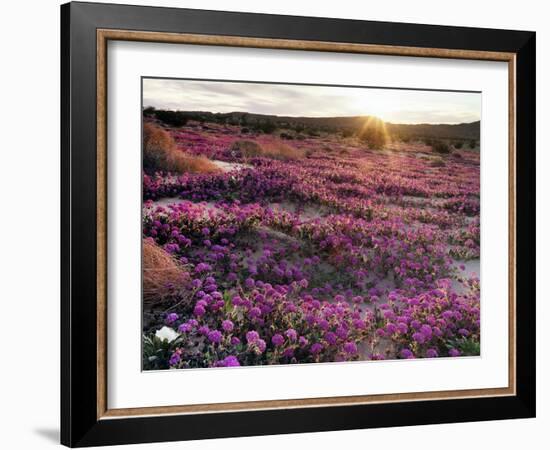 California, Anza Borrego Desert State Park, Desert Wildflowers-Christopher Talbot Frank-Framed Photographic Print