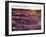 California, Anza Borrego Desert State Park, Desert Wildflowers-Christopher Talbot Frank-Framed Photographic Print