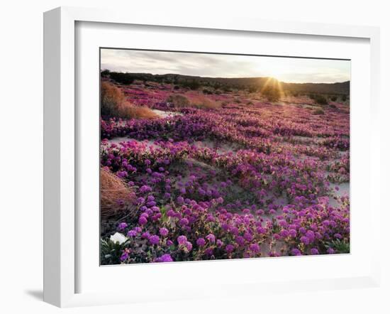 California, Anza Borrego Desert State Park, Desert Wildflowers-Christopher Talbot Frank-Framed Photographic Print