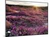 California, Anza Borrego Desert State Park, Desert Wildflowers-Christopher Talbot Frank-Mounted Photographic Print