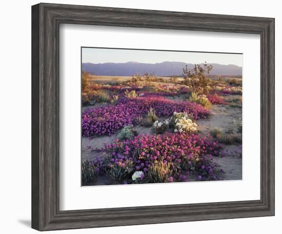 California, Anza Borrego Desert State Park, Desert Wildflowers-Christopher Talbot Frank-Framed Photographic Print