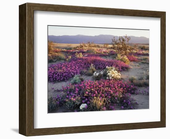 California, Anza Borrego Desert State Park, Desert Wildflowers-Christopher Talbot Frank-Framed Photographic Print