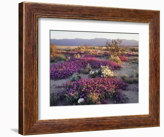 California, Anza Borrego Desert State Park, Desert Wildflowers-Christopher Talbot Frank-Framed Photographic Print