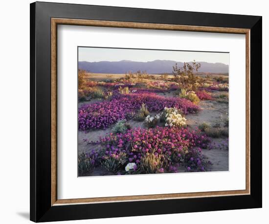 California, Anza Borrego Desert State Park, Desert Wildflowers-Christopher Talbot Frank-Framed Photographic Print