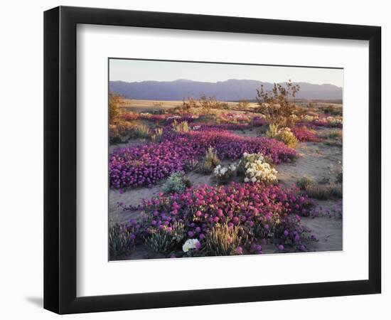 California, Anza Borrego Desert State Park, Desert Wildflowers-Christopher Talbot Frank-Framed Photographic Print