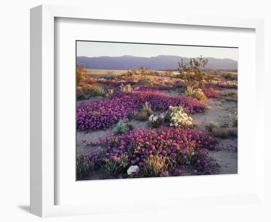 California, Anza Borrego Desert State Park, Desert Wildflowers-Christopher Talbot Frank-Framed Photographic Print