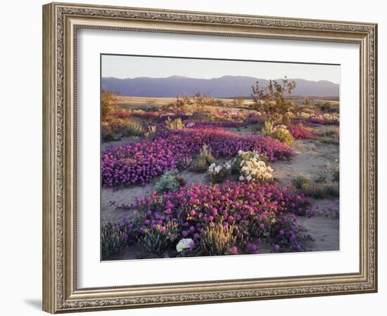 California, Anza Borrego Desert State Park, Desert Wildflowers-Christopher Talbot Frank-Framed Photographic Print