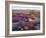 California, Anza Borrego Desert State Park, Desert Wildflowers-Christopher Talbot Frank-Framed Photographic Print