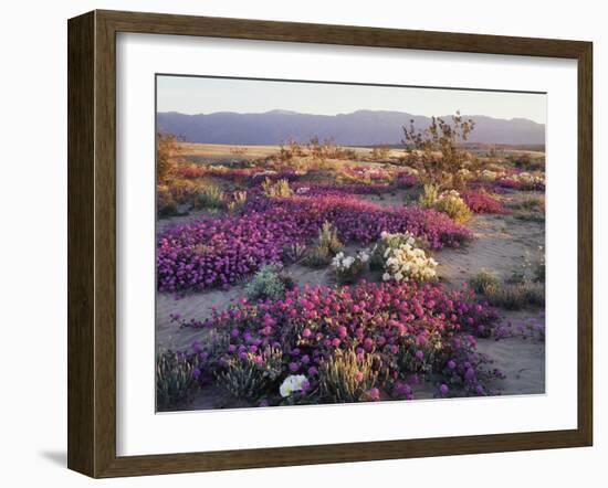 California, Anza Borrego Desert State Park, Desert Wildflowers-Christopher Talbot Frank-Framed Photographic Print