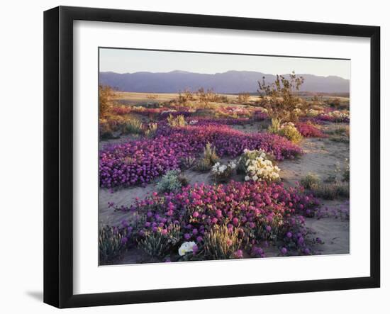 California, Anza Borrego Desert State Park, Desert Wildflowers-Christopher Talbot Frank-Framed Photographic Print