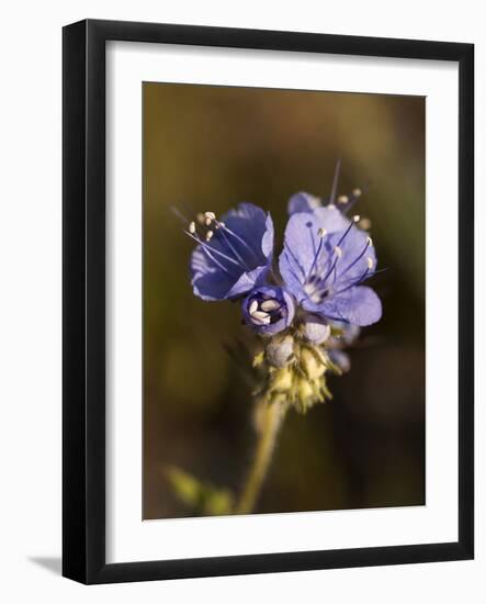 California, Anza-Borrego Desert State Park-Ann Collins-Framed Photographic Print