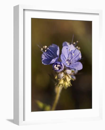 California, Anza-Borrego Desert State Park-Ann Collins-Framed Photographic Print