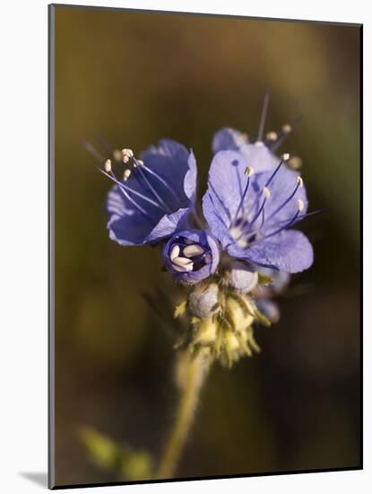 California, Anza-Borrego Desert State Park-Ann Collins-Mounted Photographic Print