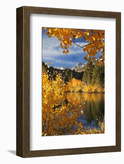 California. Autumn Color in Bishop Creek Canyon-Jaynes Gallery-Framed Photographic Print