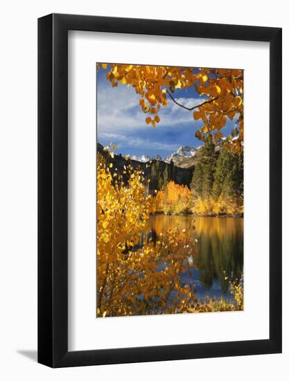 California. Autumn Color in Bishop Creek Canyon-Jaynes Gallery-Framed Photographic Print