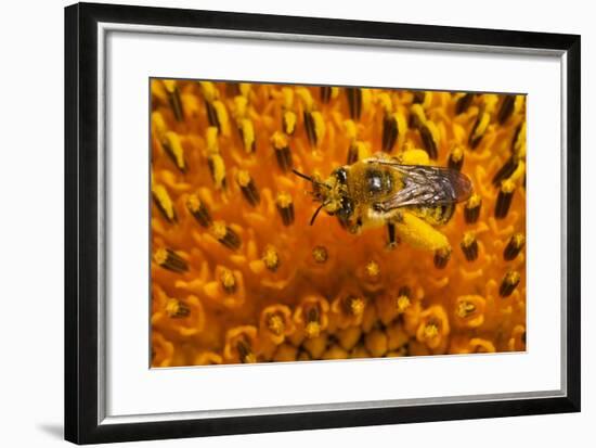 California. Bee Pollinating a Flower-Jaynes Gallery-Framed Photographic Print