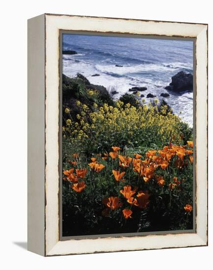 California, Big Sur Coast, Central Coast, California Poppy and Ocean-Christopher Talbot Frank-Framed Premier Image Canvas
