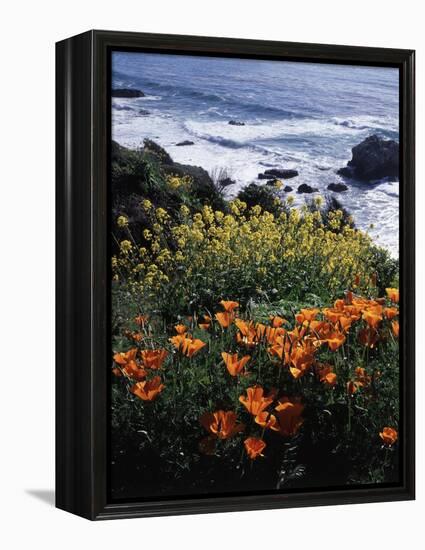 California, Big Sur Coast, Central Coast, California Poppy and Ocean-Christopher Talbot Frank-Framed Premier Image Canvas