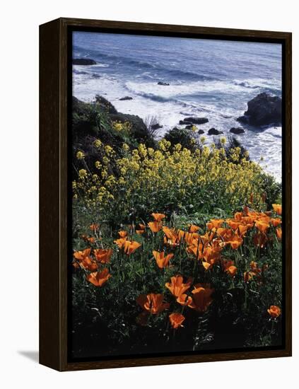 California, Big Sur Coast, Central Coast, California Poppy and Ocean-Christopher Talbot Frank-Framed Premier Image Canvas