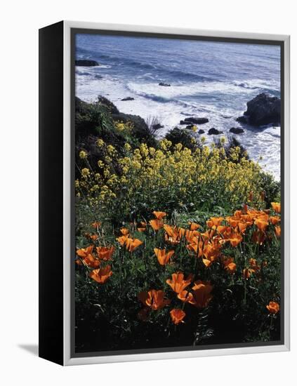 California, Big Sur Coast, Central Coast, California Poppy and Ocean-Christopher Talbot Frank-Framed Premier Image Canvas