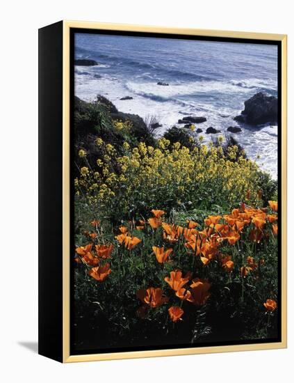 California, Big Sur Coast, Central Coast, California Poppy and Ocean-Christopher Talbot Frank-Framed Premier Image Canvas