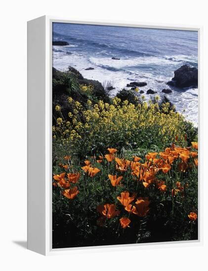 California, Big Sur Coast, Central Coast, California Poppy and Ocean-Christopher Talbot Frank-Framed Premier Image Canvas