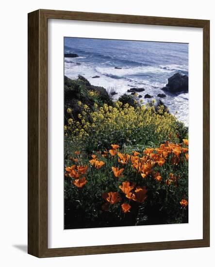 California, Big Sur Coast, Central Coast, California Poppy and Ocean-Christopher Talbot Frank-Framed Photographic Print