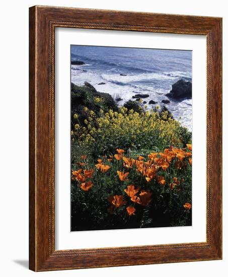 California, Big Sur Coast, Central Coast, California Poppy and Ocean-Christopher Talbot Frank-Framed Photographic Print