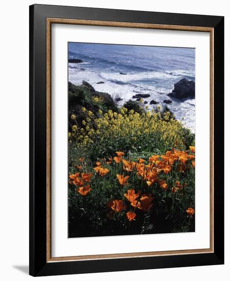 California, Big Sur Coast, Central Coast, California Poppy and Ocean-Christopher Talbot Frank-Framed Photographic Print