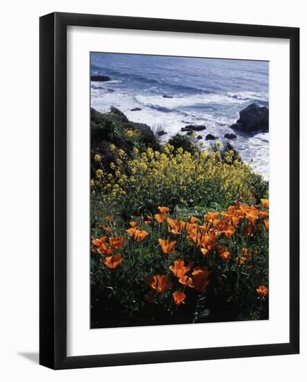 California, Big Sur Coast, Central Coast, California Poppy and Ocean-Christopher Talbot Frank-Framed Photographic Print