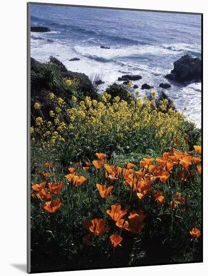 California, Big Sur Coast, Central Coast, California Poppy and Ocean-Christopher Talbot Frank-Mounted Photographic Print