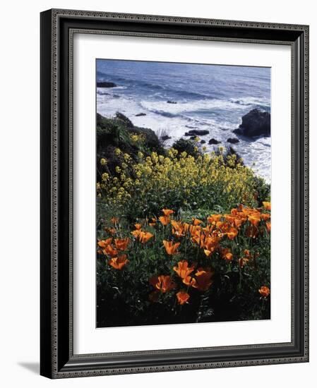 California, Big Sur Coast, Central Coast, California Poppy and Ocean-Christopher Talbot Frank-Framed Photographic Print