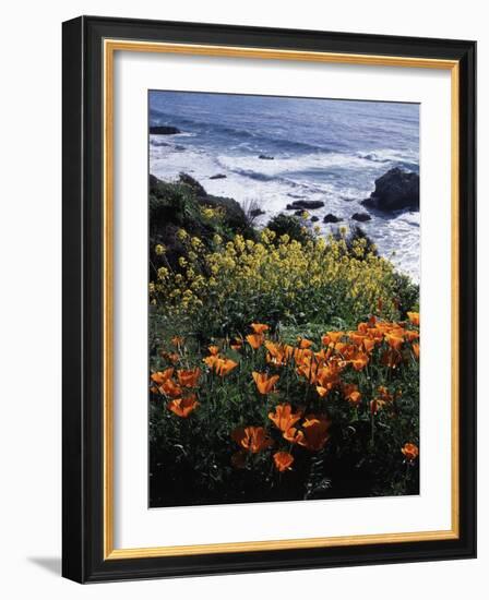 California, Big Sur Coast, Central Coast, California Poppy and Ocean-Christopher Talbot Frank-Framed Photographic Print