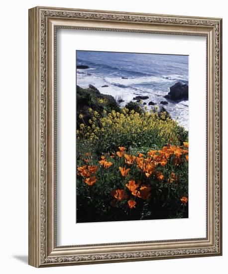 California, Big Sur Coast, Central Coast, California Poppy and Ocean-Christopher Talbot Frank-Framed Photographic Print