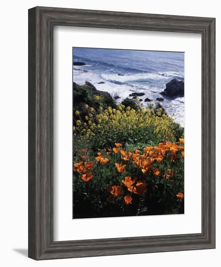 California, Big Sur Coast, Central Coast, California Poppy and Ocean-Christopher Talbot Frank-Framed Photographic Print