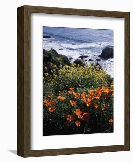 California, Big Sur Coast, Central Coast, California Poppy and Ocean-Christopher Talbot Frank-Framed Photographic Print