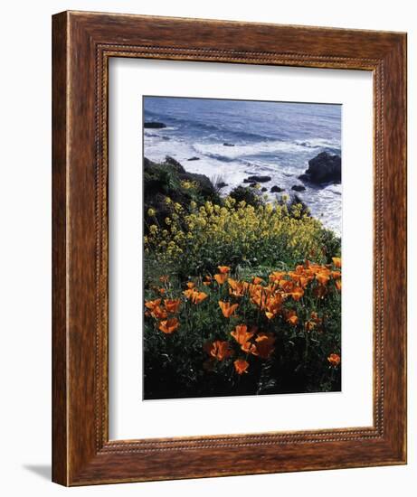 California, Big Sur Coast, Central Coast, California Poppy and Ocean-Christopher Talbot Frank-Framed Photographic Print