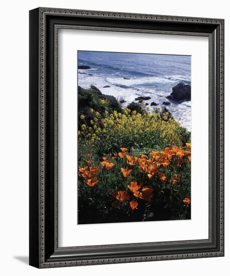 California, Big Sur Coast, Central Coast, California Poppy and Ocean-Christopher Talbot Frank-Framed Photographic Print