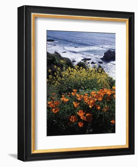 California, Big Sur Coast, Central Coast, California Poppy and Ocean-Christopher Talbot Frank-Framed Photographic Print