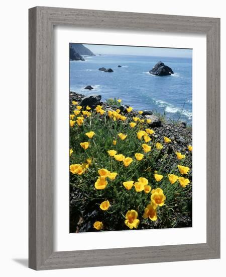 California, Big Sur Coast, Central Coast, California Poppy-Christopher Talbot Frank-Framed Photographic Print