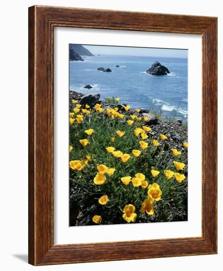 California, Big Sur Coast, Central Coast, California Poppy-Christopher Talbot Frank-Framed Photographic Print