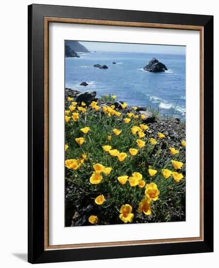 California, Big Sur Coast, Central Coast, California Poppy-Christopher Talbot Frank-Framed Photographic Print