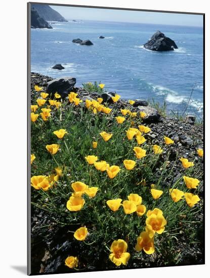 California, Big Sur Coast, Central Coast, California Poppy-Christopher Talbot Frank-Mounted Photographic Print