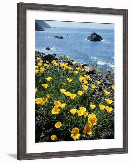 California, Big Sur Coast, Central Coast, California Poppy-Christopher Talbot Frank-Framed Photographic Print