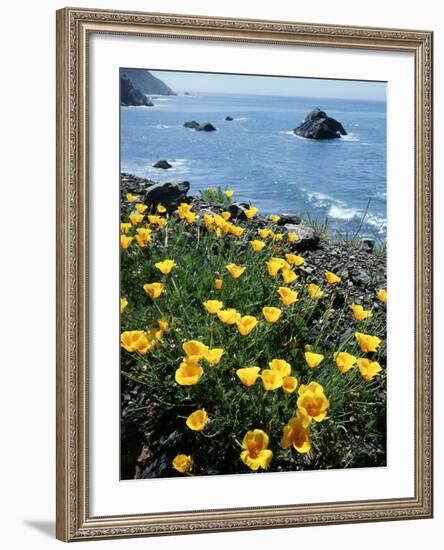 California, Big Sur Coast, Central Coast, California Poppy-Christopher Talbot Frank-Framed Photographic Print