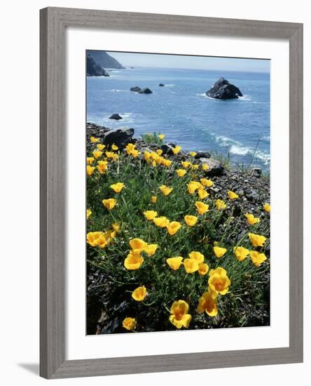 California, Big Sur Coast, Central Coast, California Poppy-Christopher Talbot Frank-Framed Photographic Print